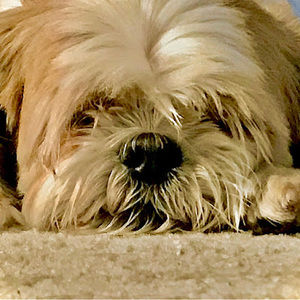 Meet your Posher, Wild life and my dog videos